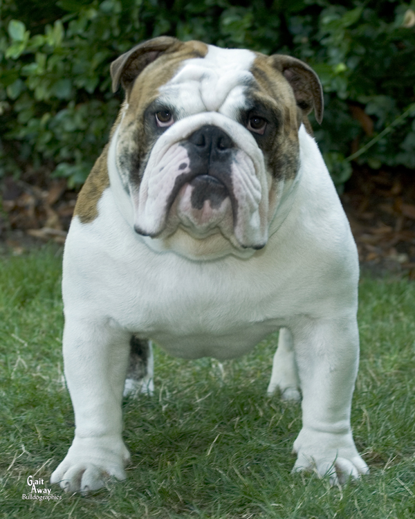 english bulldog breeders washington