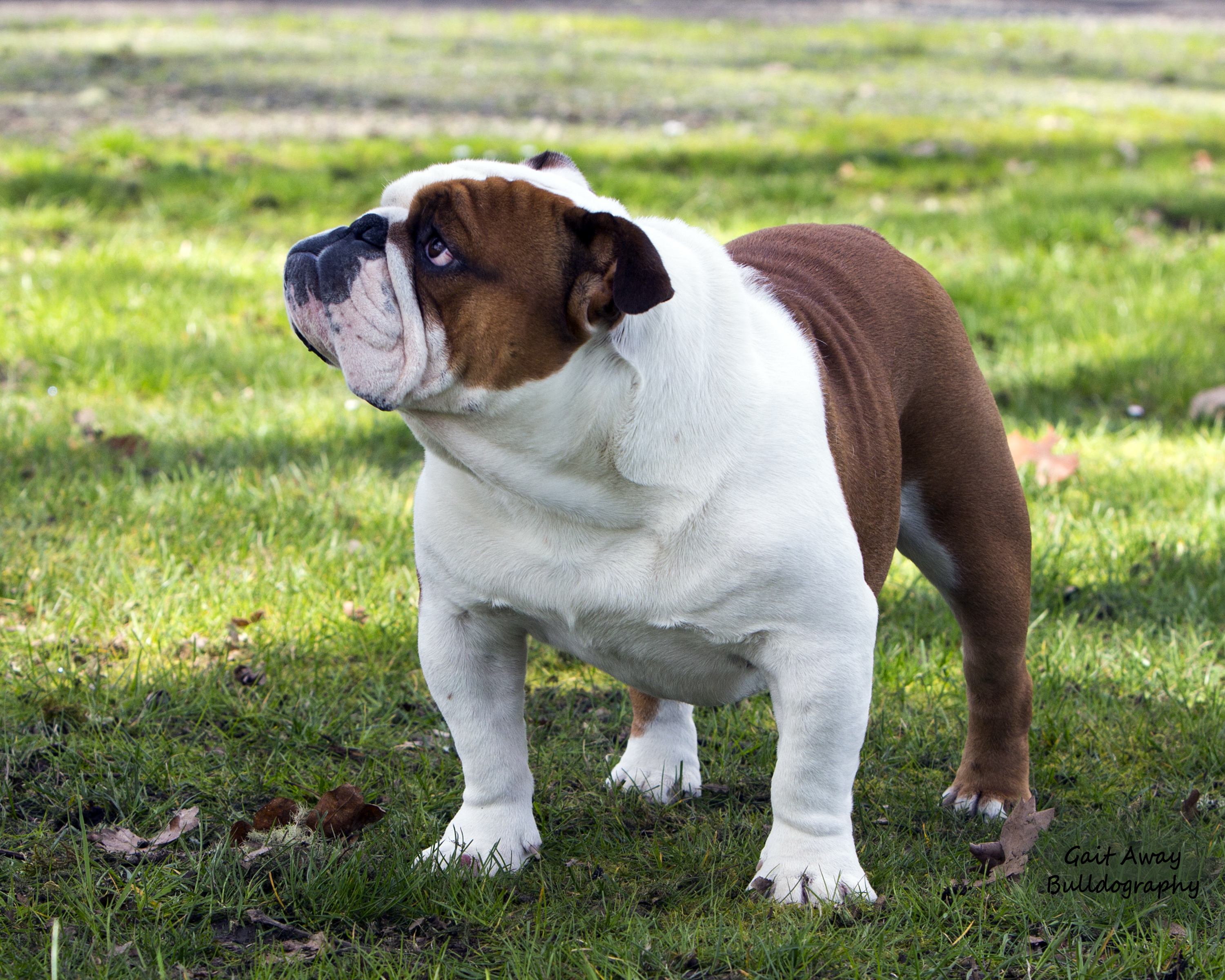 champion sired english bulldog puppies for sale