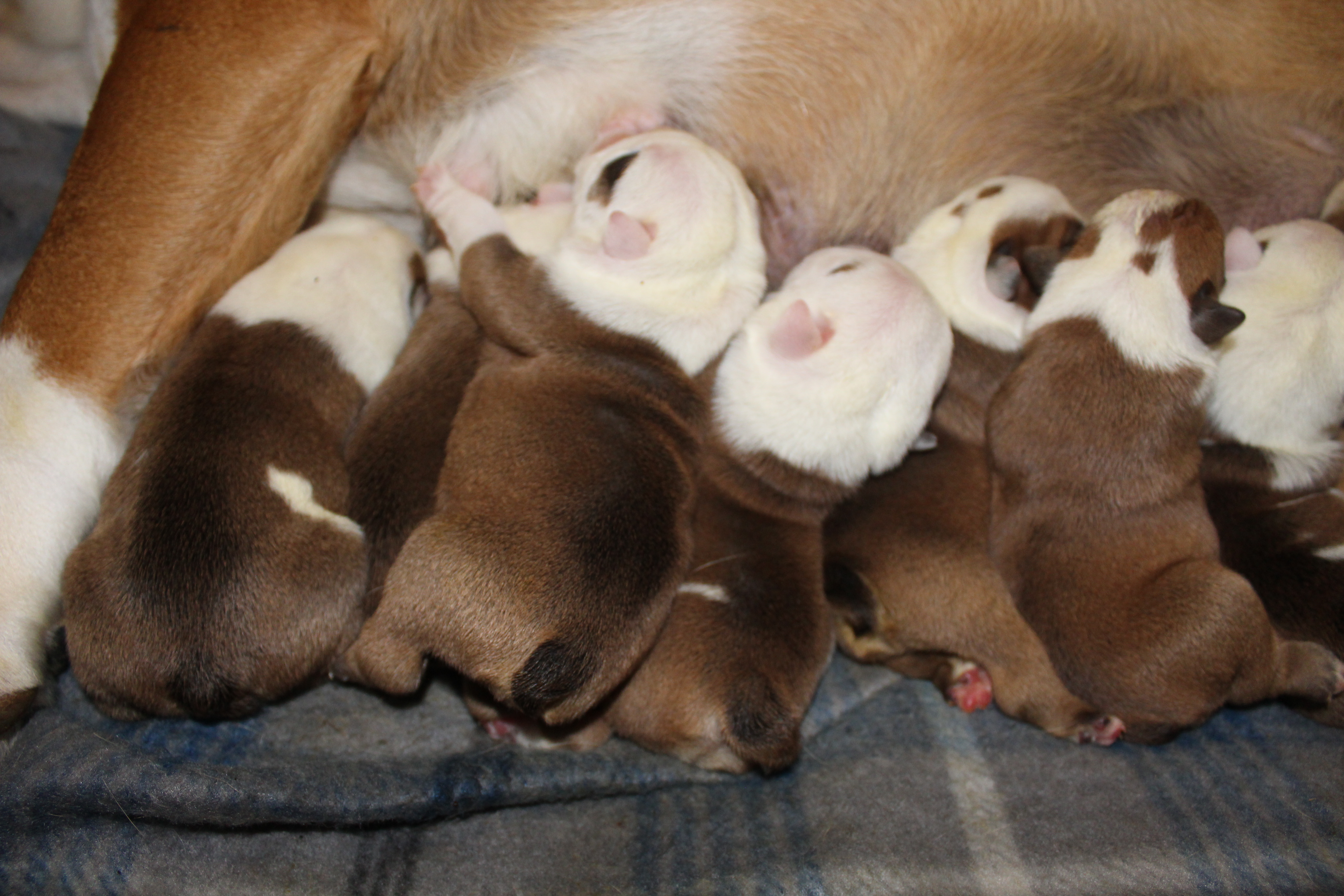 washington English Bulldog Puppies for sale