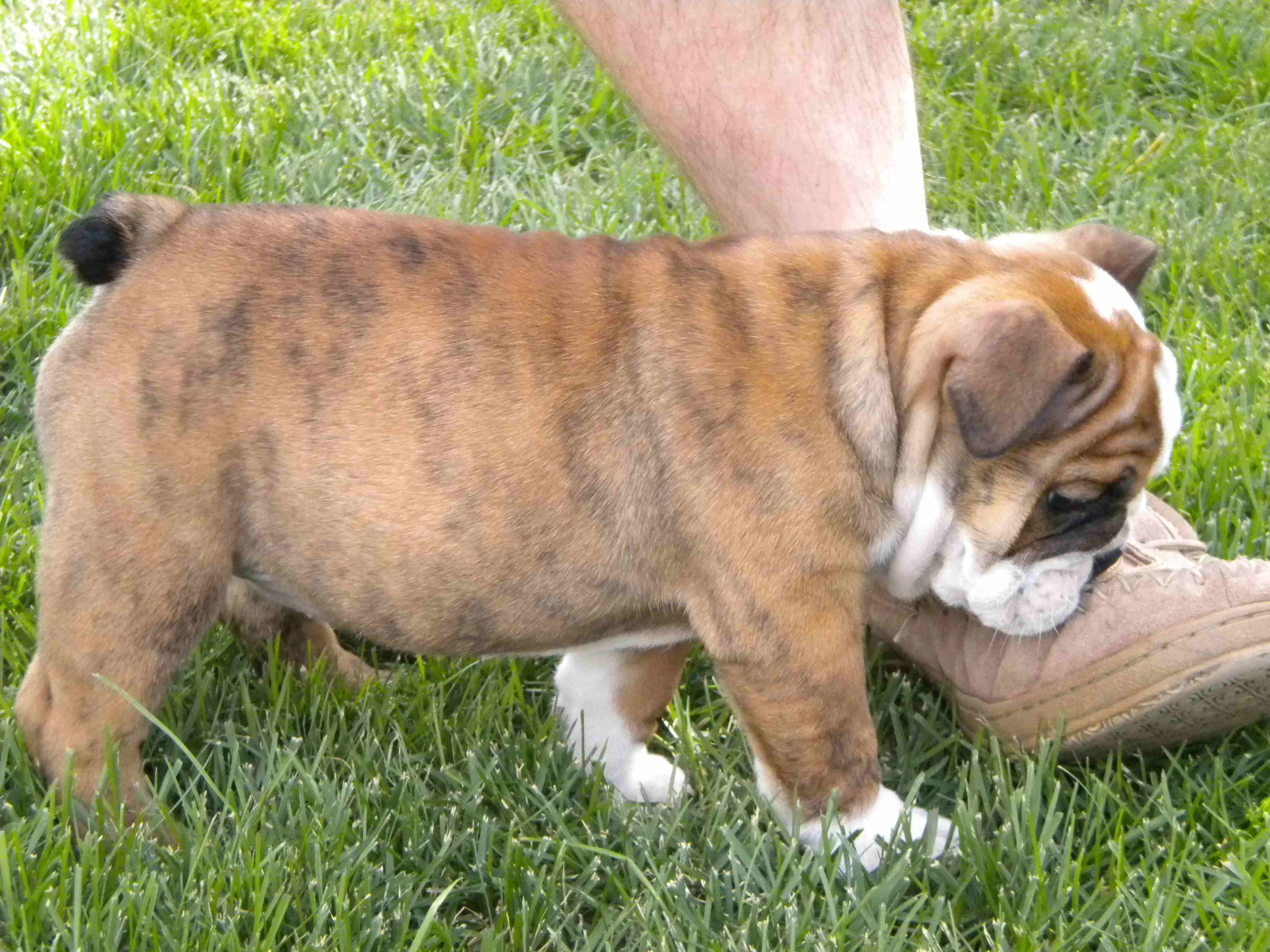 webassets/Tilly.jpg